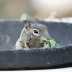 Ground squirrel eating lettuce in a bucket