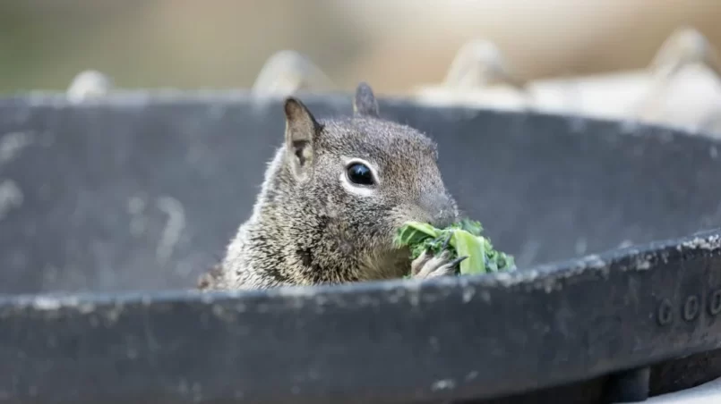 Ground squirrel eating lettuce in a bucket