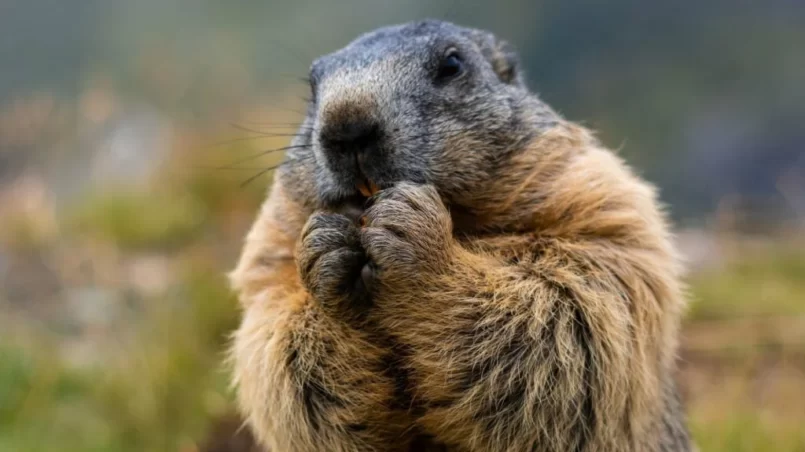 Groundhog eating