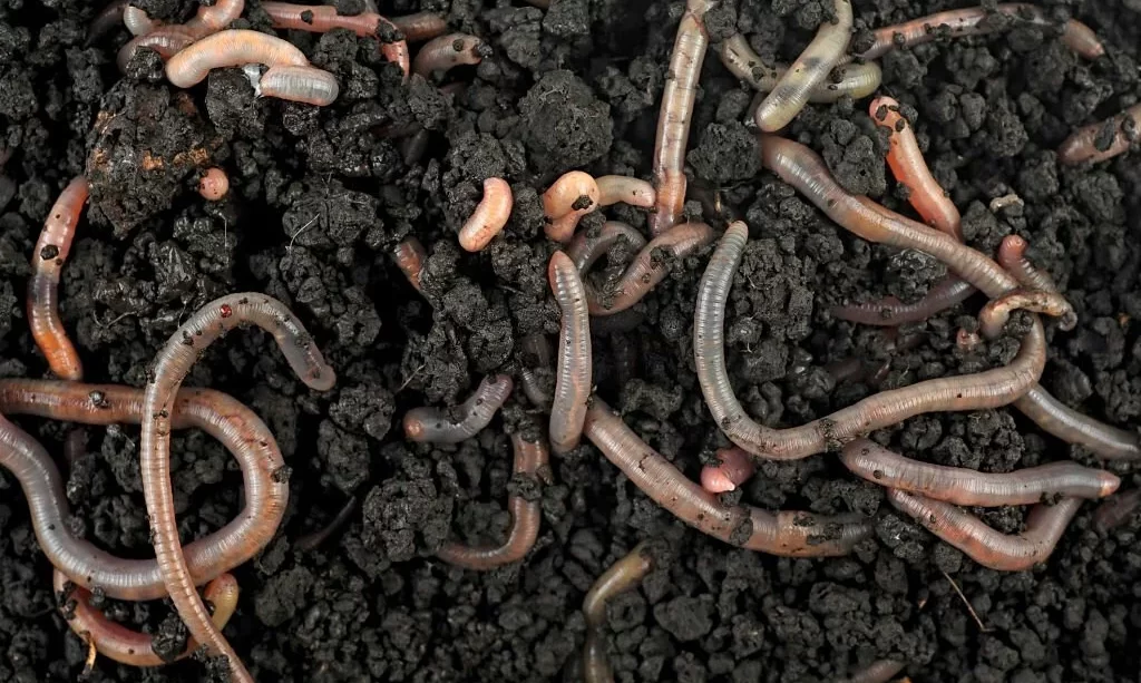 Group of earthworms in the ground and compost
