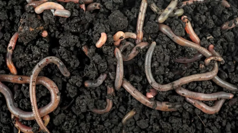 Group of earthworms in the ground and compost