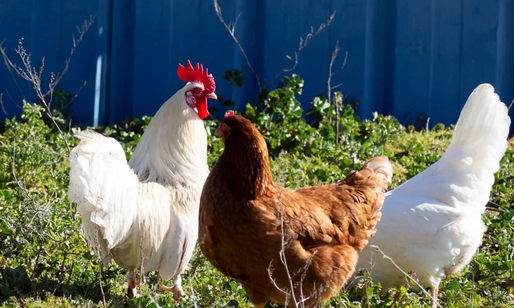 Group of hens in organic farm