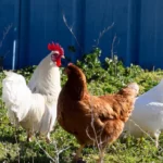 Group of hens in organic farm