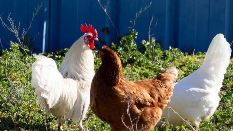 Group of hens in organic farm