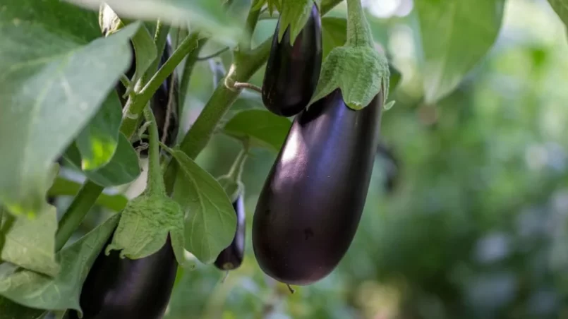 Growing eggplants in a greenhouse