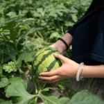Growing watermelon