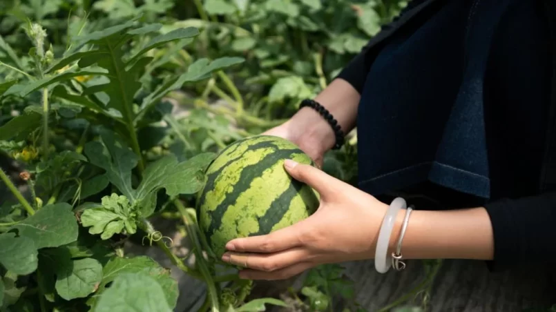 Growing watermelon