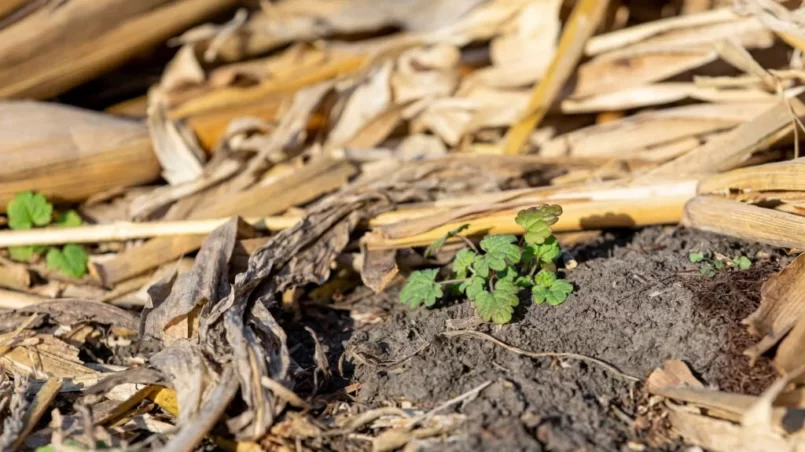 Growing weed after winter