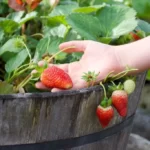 Hand Holds a Ripe Strawberry in Garden