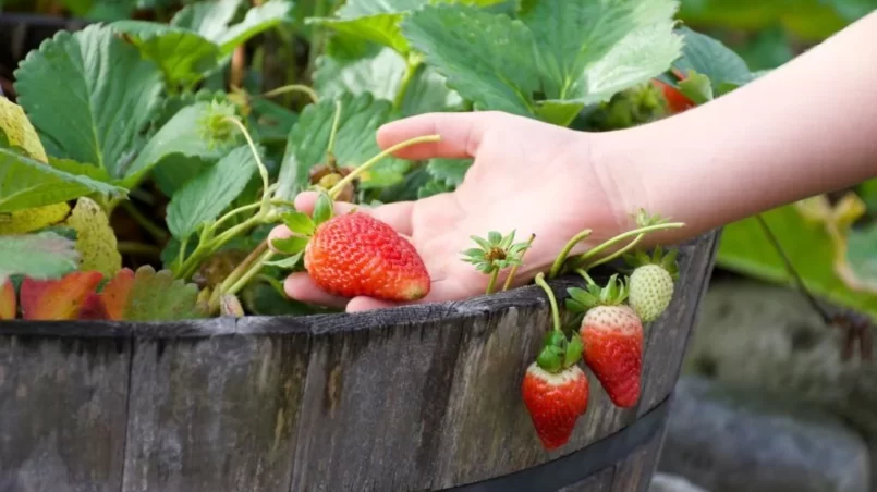 Hand Holds a Ripe Strawberry in Garden