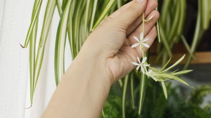 Hand holding white flowers of spider plant