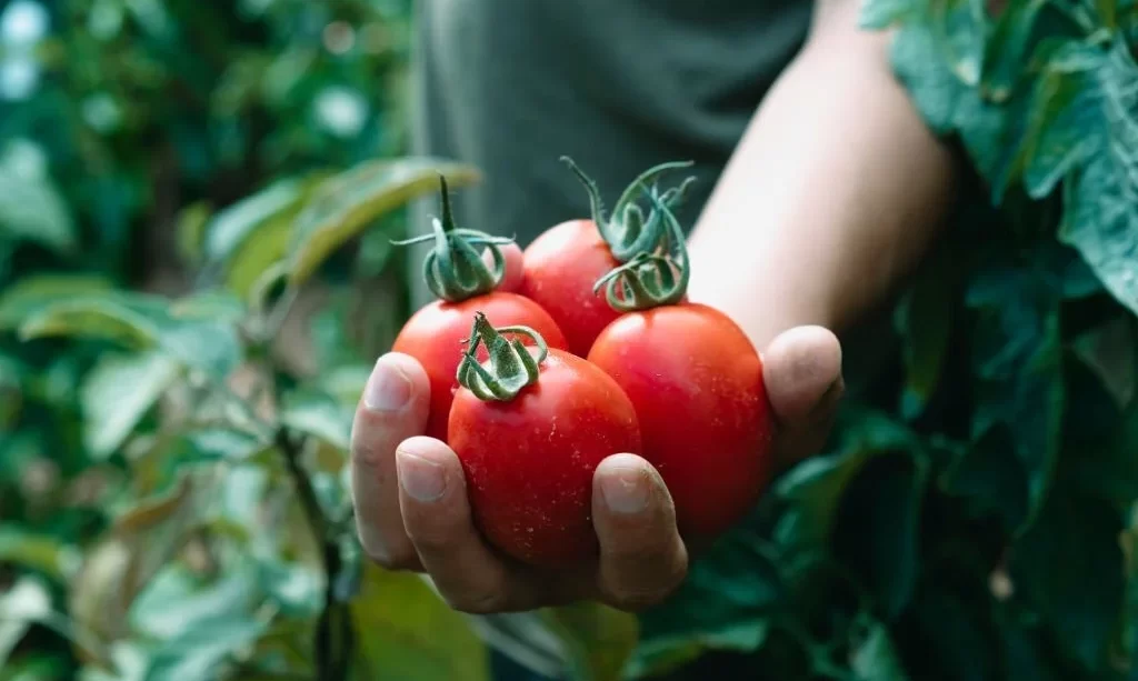 Hand holds a bunch of freshly collected tomatoes