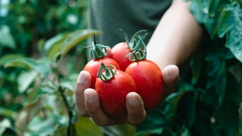 Hand holds a bunch of freshly collected tomatoes