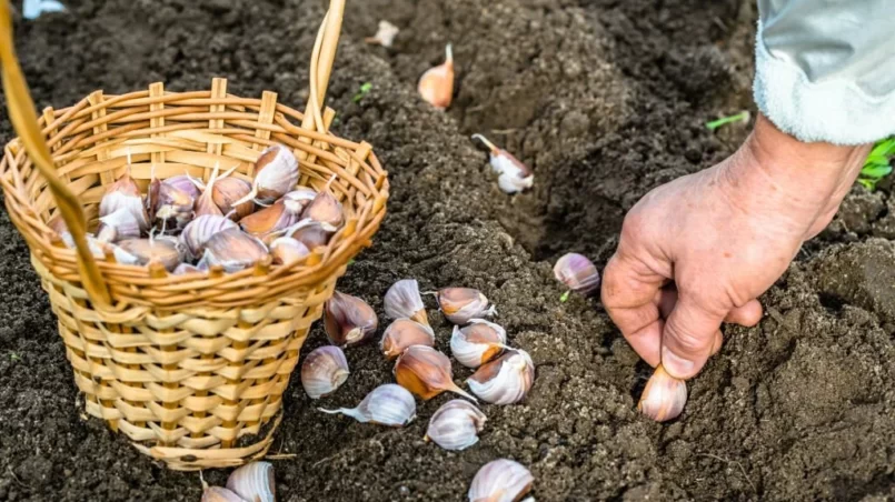 Hand planting garlic in the vegetable garden