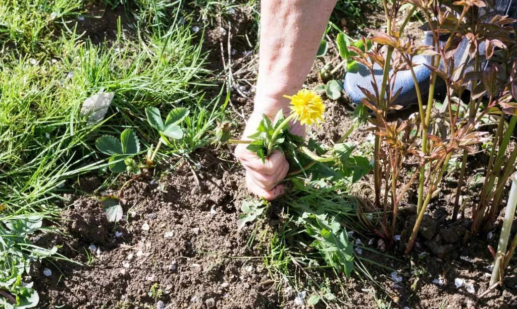 Hands Pull Out Weeds From Ground Garden