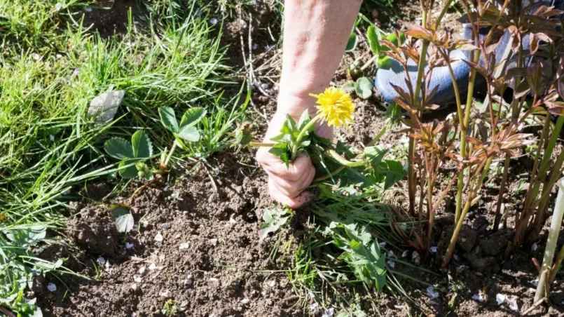 Hands Pull Out Weeds From Ground Garden