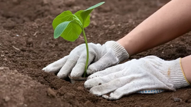 Hands planting of pumpkin seedling