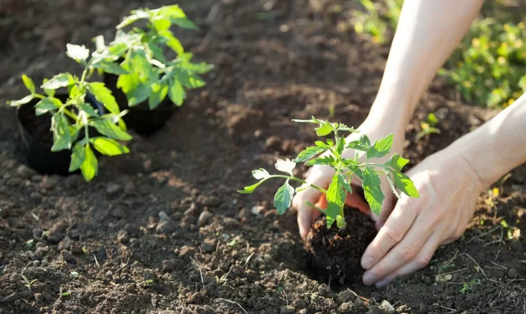 Hands planting tomato seedling on ground