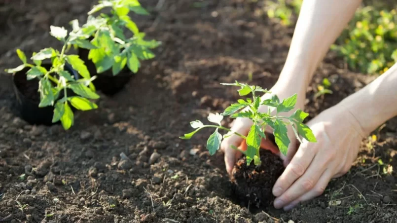 Hands planting tomato seedling on ground