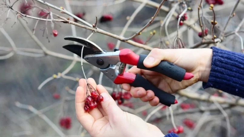 Harvesting Viburnum trilobum