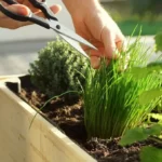 Harvesting chives on a raised bed on a balcony