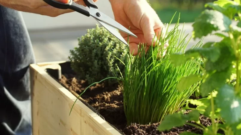 Harvesting chives on a raised bed on a balcony