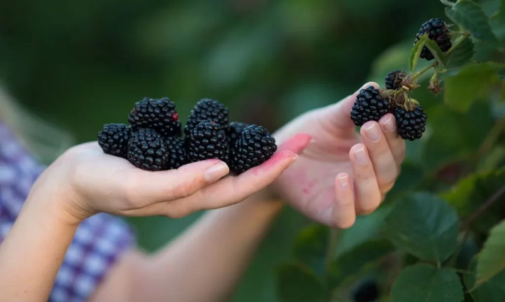 Harvesting fresh blackberries from blackberry bush