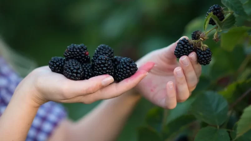 Harvesting fresh blackberries from blackberry bush