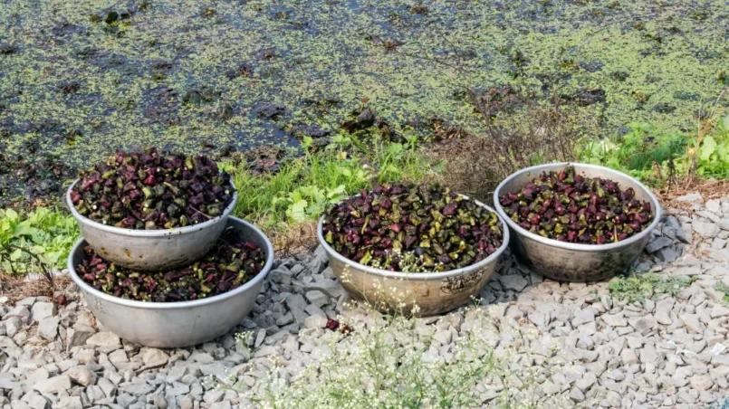 Harvesting water chestnuts