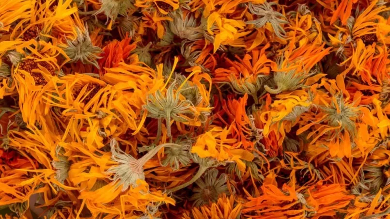 Heap of dry marigold calendula flowers