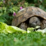 Hermann's tortoise eating lettuce