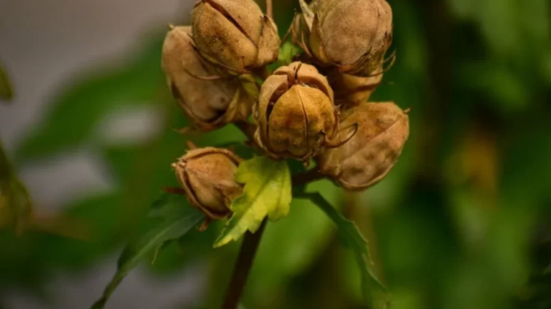 A cluster of hibiscus flower head with some seeds inside