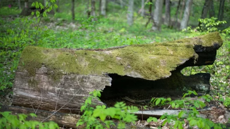 Hollow old tree