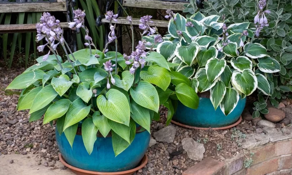 Hosta plants in flower pots