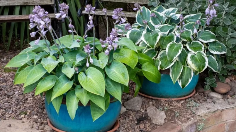 Hosta plants in flower pots