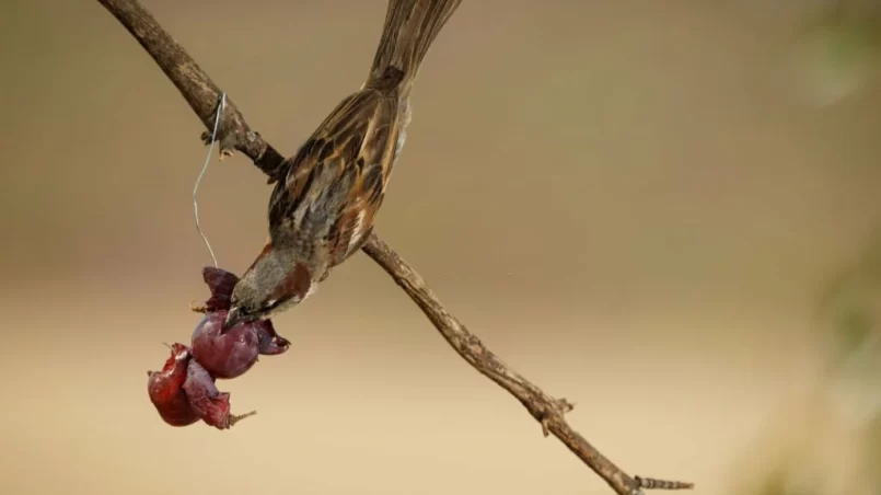 House sparrow (Passer domesticus) eating grapes