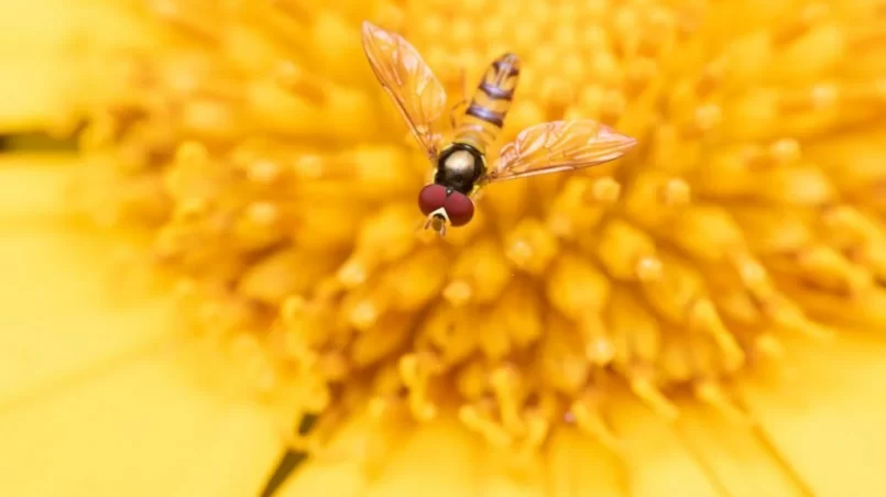 Hoverfly perched on yellow flower in the garden