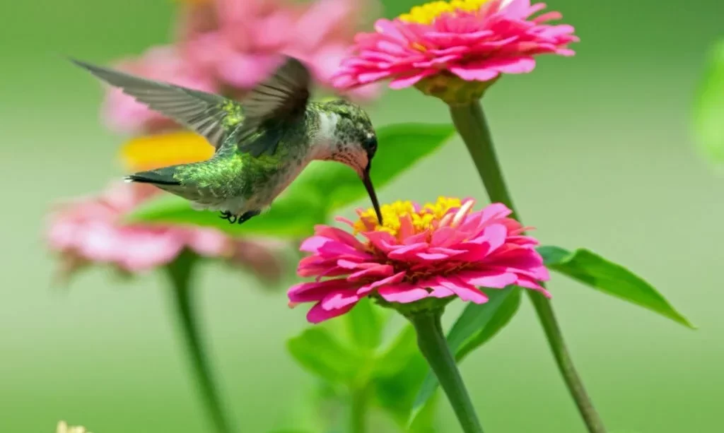Hummingbird feeding from zinnia flowers