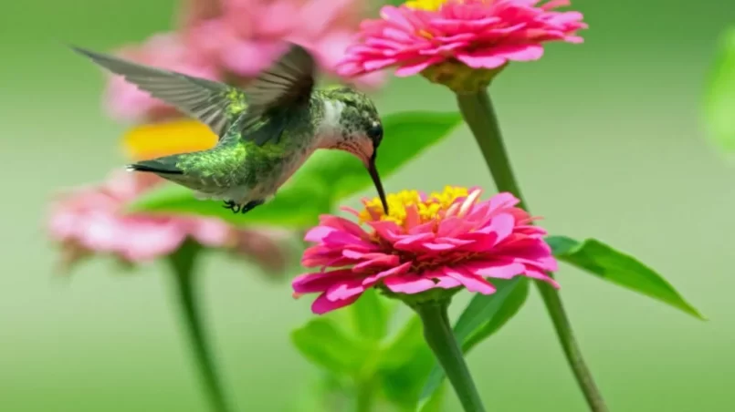 Hummingbird feeding from zinnia flowers