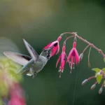 Hummingbird flying to the pink fuchsia flowers