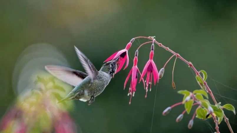 Hummingbird flying to the pink fuchsia flowers