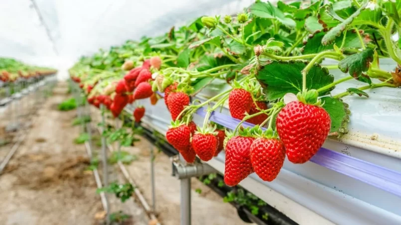 Hydroponic Strawberries