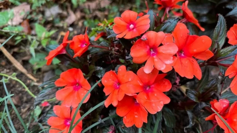 Impatiens Sunpatiens Compact Fire Red