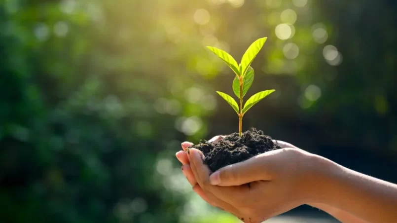 In the hands of trees growing seedlings