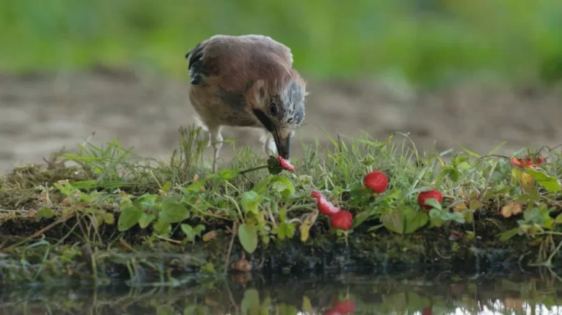 Jay eating wild strawberries