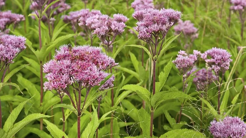 Joe Pye Weed Wild Flowers (Eutrochium)