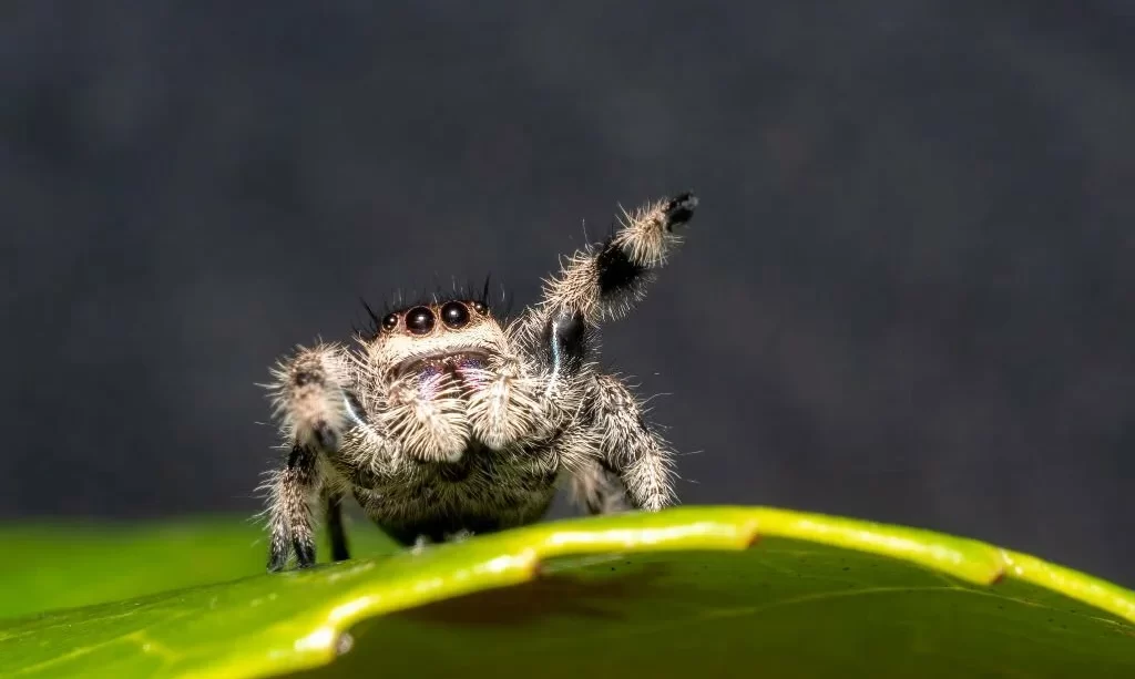 Jumping Spider Phidippus regius