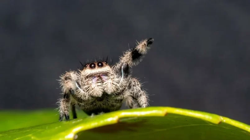 Jumping Spider Phidippus regius