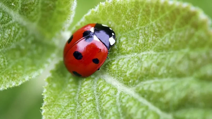 Ladybug on a leaf