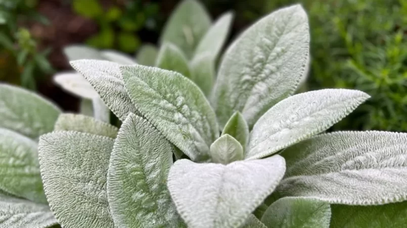 Lamb's ear plant